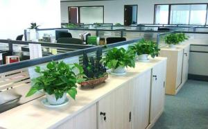 办公室十大吉祥植物，十大招财的盆景！