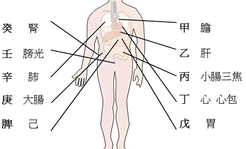 天干代表人身体的部位，十天干对应身体各部位详解！