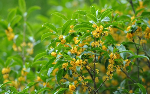 门前种桂花树的风水禁忌