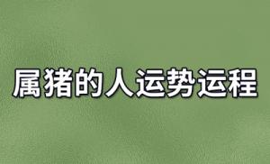 属猪人2024年全年运势及运程，属猪人2024年每月运势及运程！