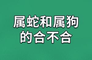 属狗和属蛇的合不合